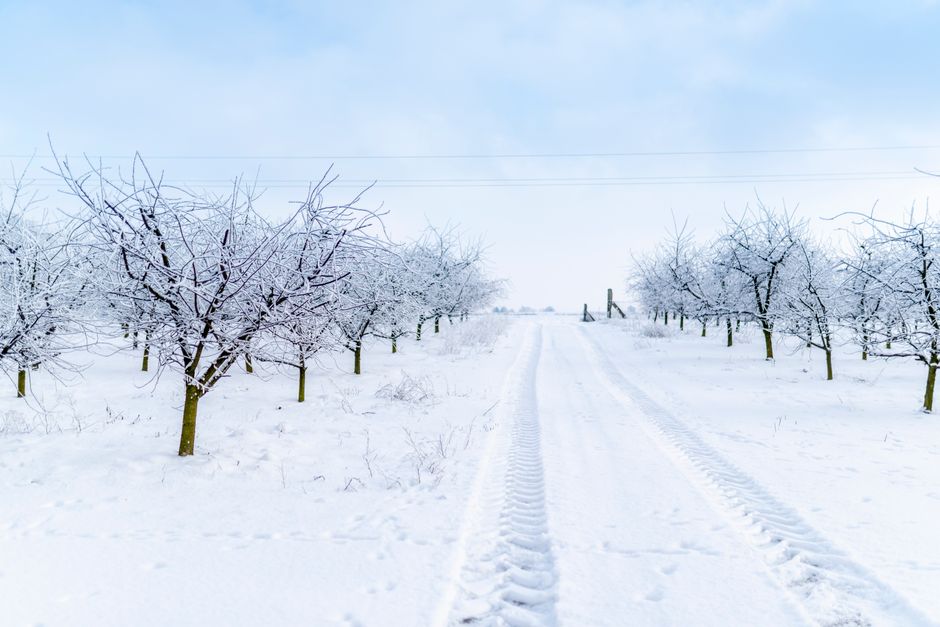 Traces on empty roadway between snowy trees with wavy branches under cloudy sky in wintertime