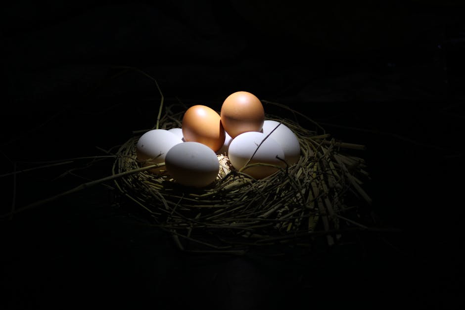 A collection of brown and white eggs artfully placed in a nest with dramatic lighting.