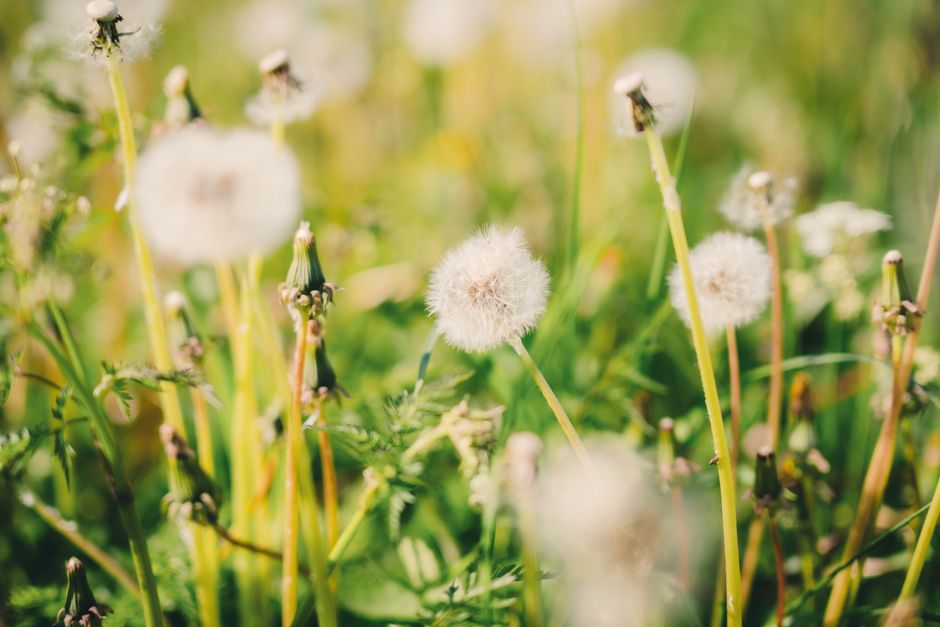 Bright dandelions in a vibrant green spring field