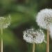 Spring Hay Fever Relief: Spring Hay Fever: 7 Practical Ways to Cut Symptoms Spring Hay Fever Relief: Spring Hay Fever: 7 Practical Ways to Cut Symptoms