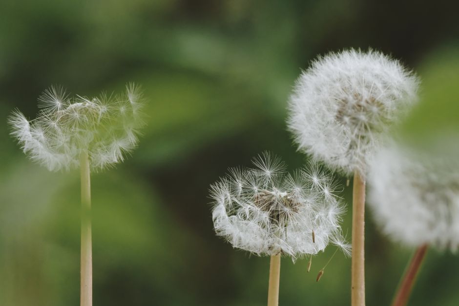 Spring Hay Fever Relief: Spring Hay Fever: 7 Practical Ways to Cut Symptoms