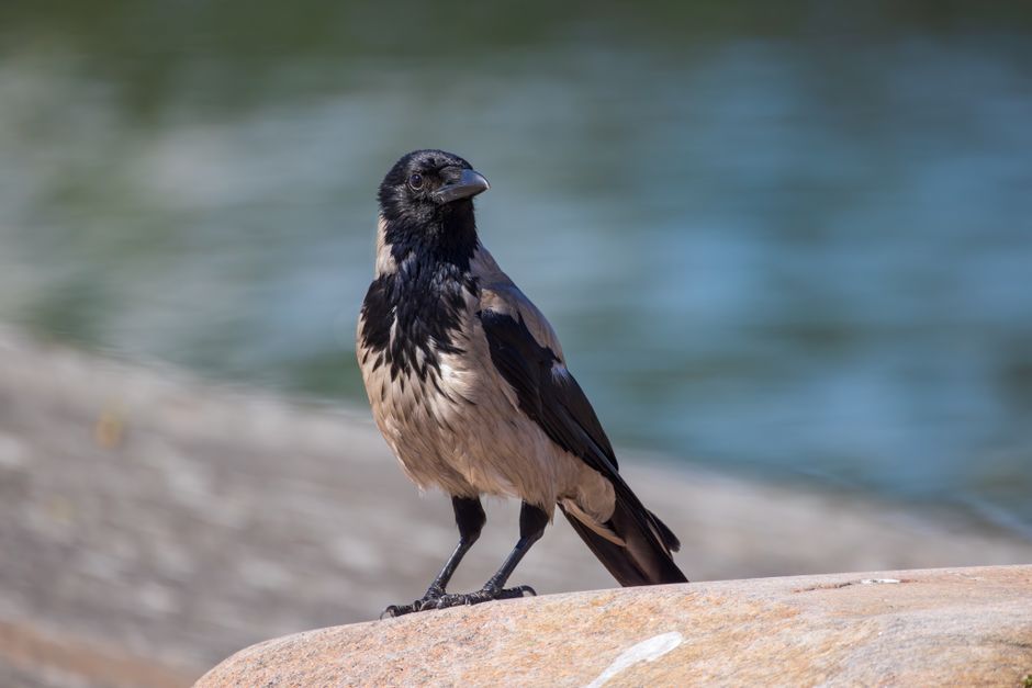 A hooded crow perched by the water in Helsinki, Finland.