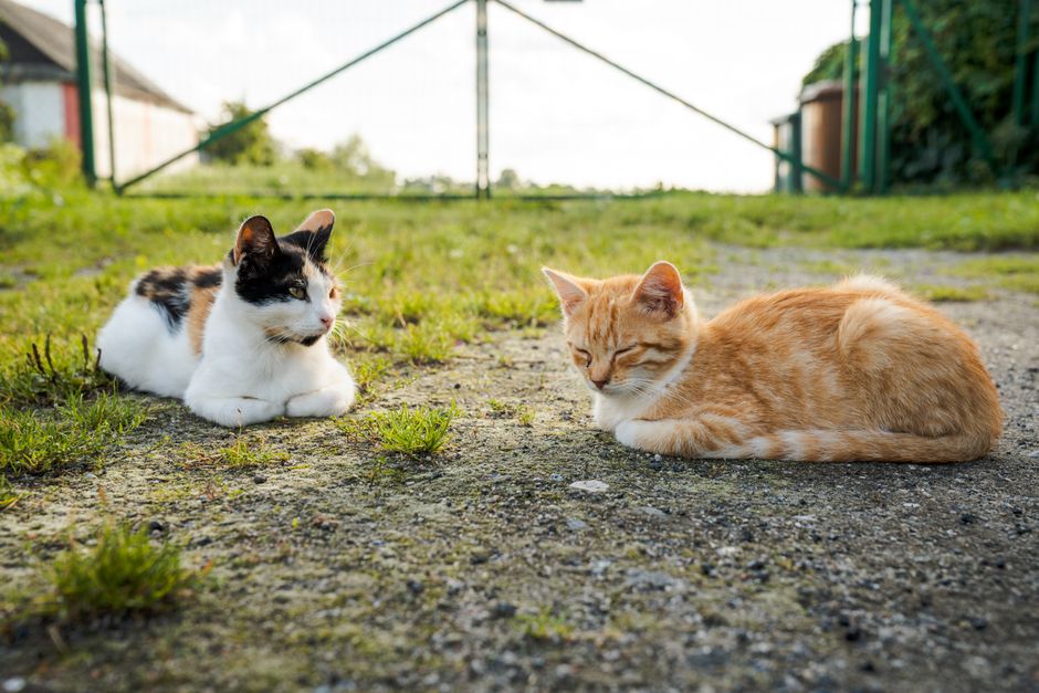 Two cute kittens lounging outdoors on a sunny day in Poland, showcasing warmth and serenity.