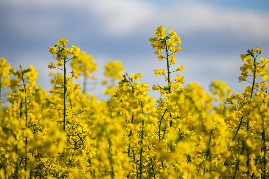 Stunning yellow canola field under a bright blue sky, perfect for nature and spring themes.